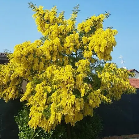 Giulia Desenzano del Garda